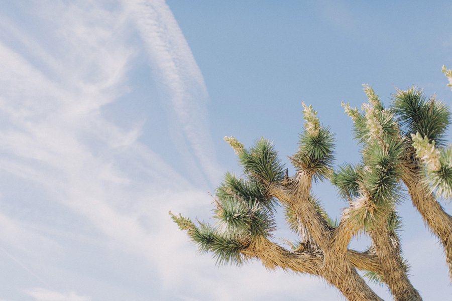 Joshua Tree Wedding // Laura Goldenberger Photography