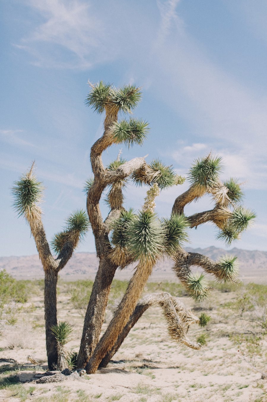 Joshua Tree Wedding // Laura Goldenberger Photography