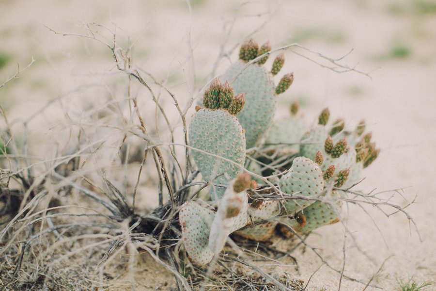 Joshua Tree Wedding // Laura Goldenberger Photography