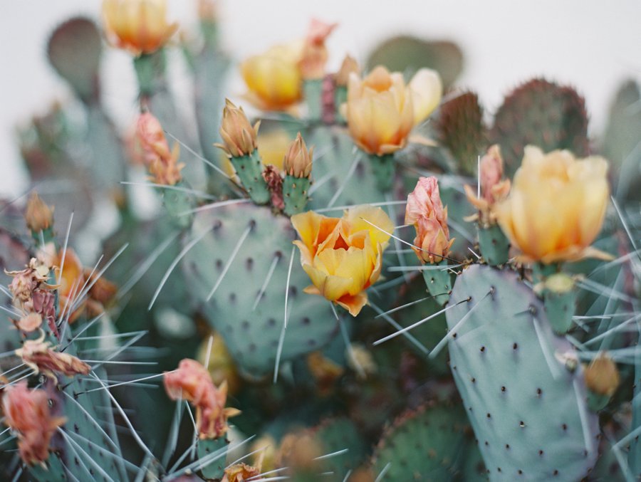 Joshua Tree Wedding // Laura Goldenberger Photography