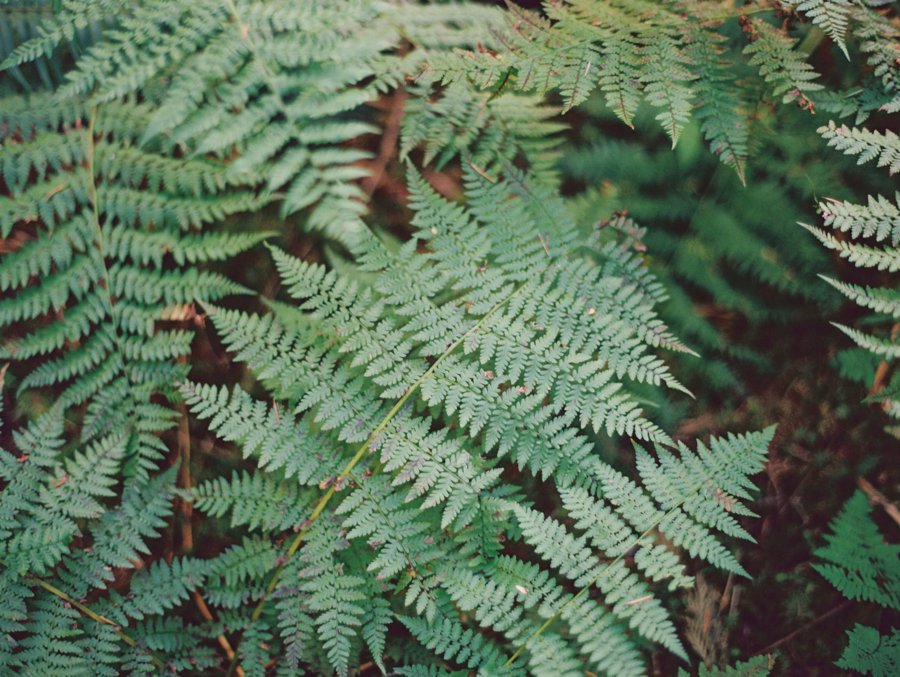 Washington State Campground Wedding // Laura Goldenberger Photography