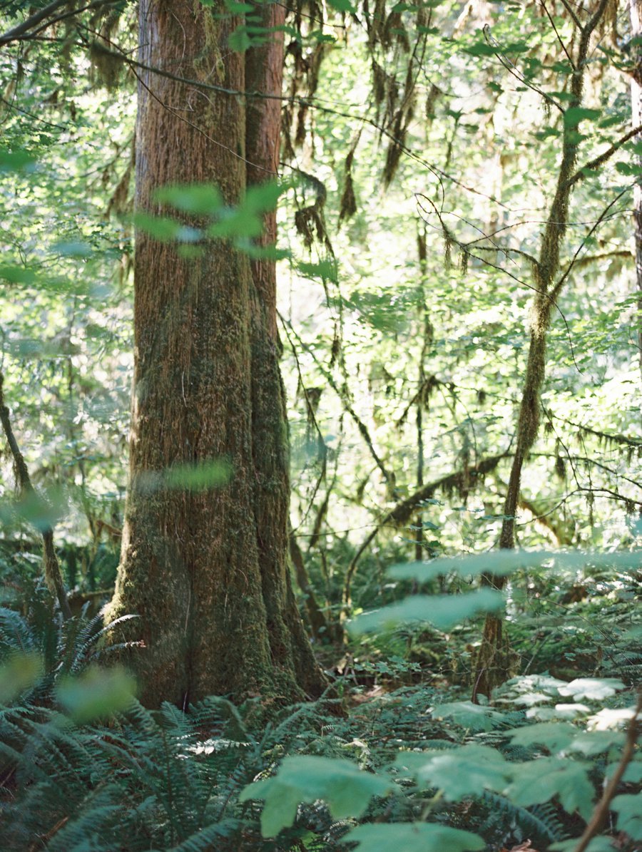 Washington State Campground Wedding // Laura Goldenberger Photography