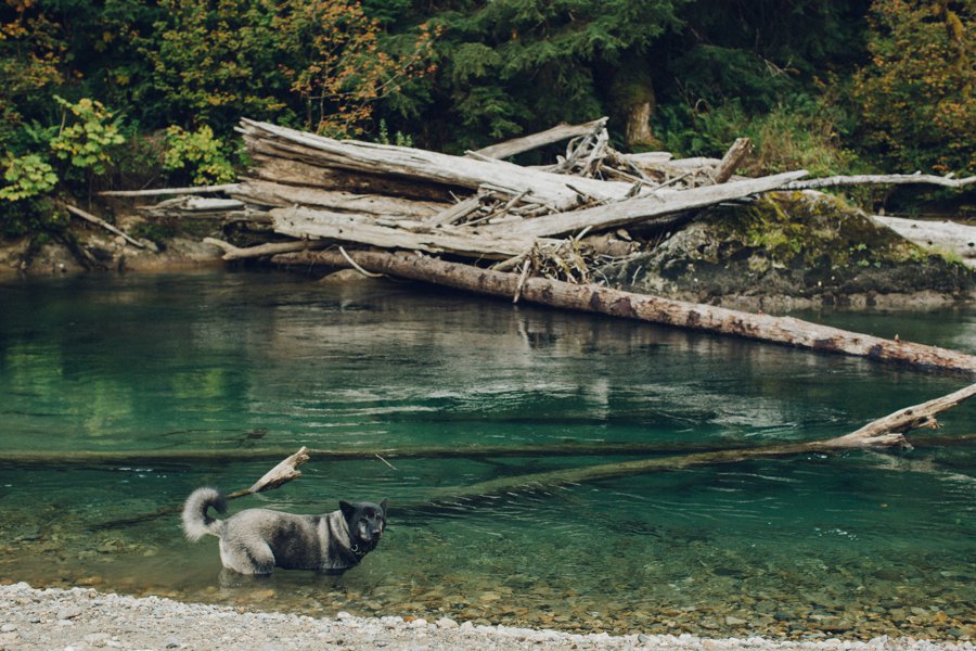 Washington State Campground Wedding // Laura Goldenberger Photography